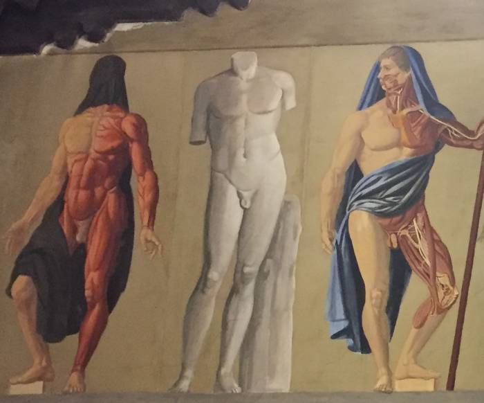 Padua Fresco Muscles